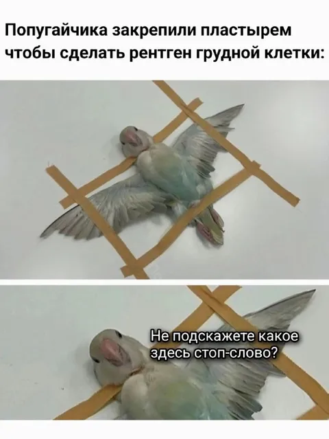 Попугая закрепили для рентгена