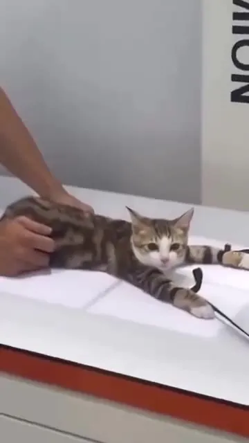 Кот на рентгене