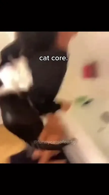 Cat Core Compilation Gone Wrong