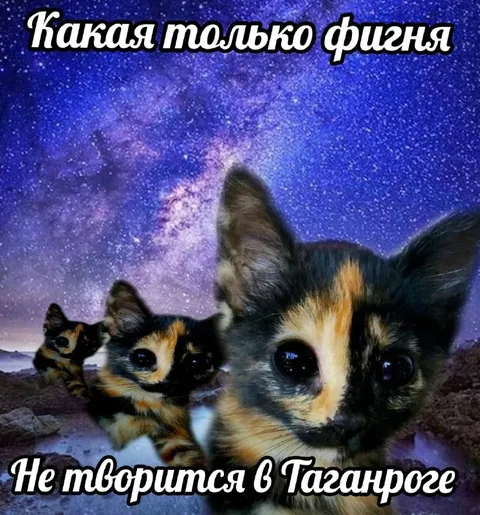 Котята из Таганрога