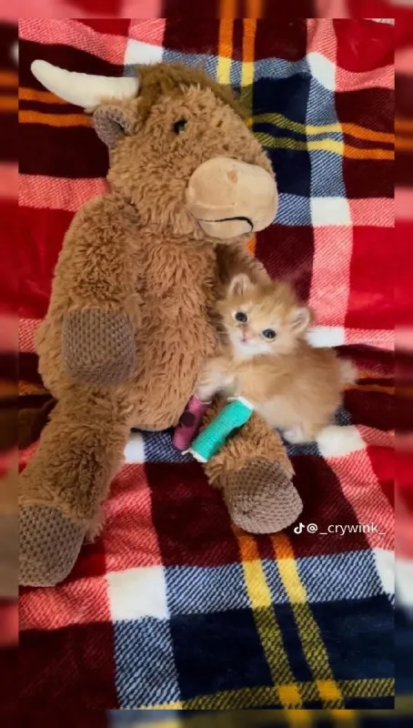 Котёнок обнимает игрушечного быка