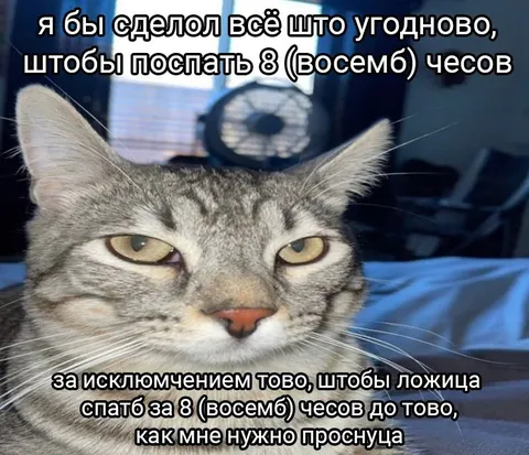 Кот хочет спать восемь часов