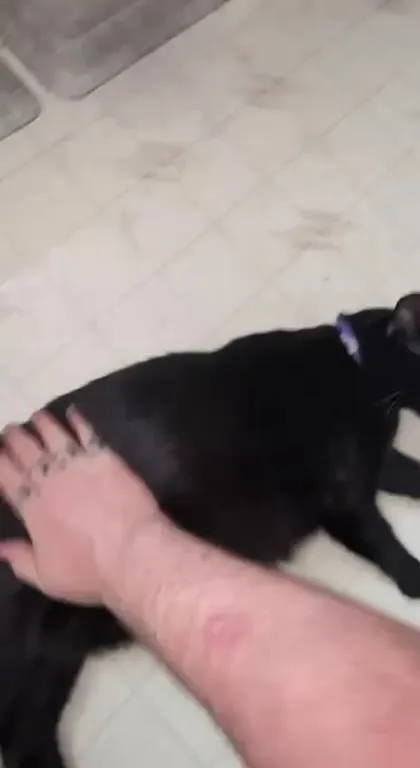 Black Cat Throat-Singing Ritual