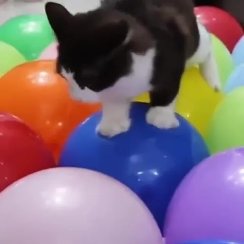 Кот прыгает по шарикам