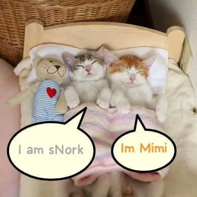 Kittens Introduce Their Names