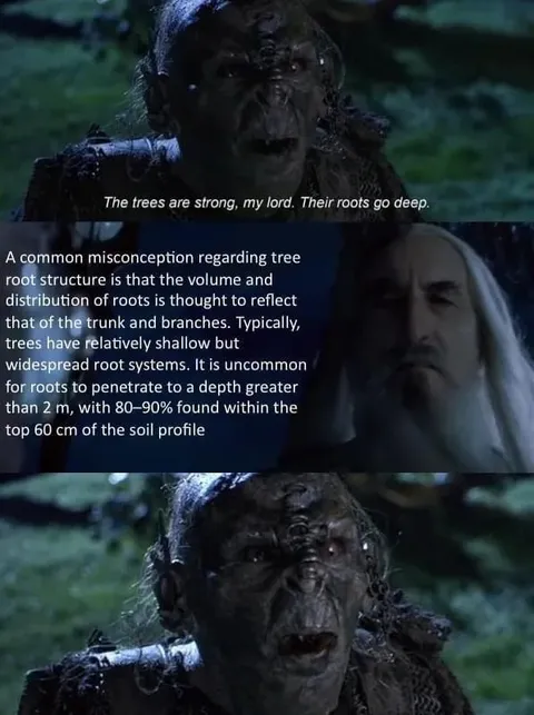 The Trees Are Strong, My Lord