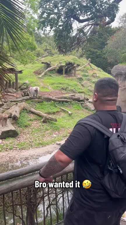 Bro Wanted the Monkey