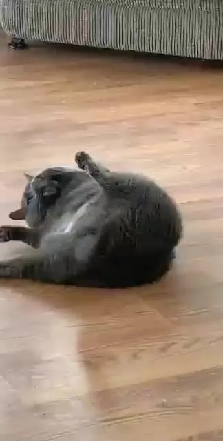 Кот танцует лёжа