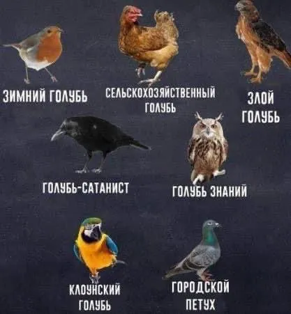 Разновидности голубей