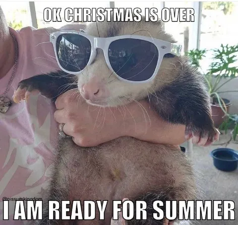 Monkey Ready for Summer