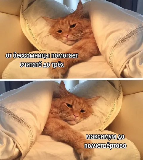 Кот считает до трёх