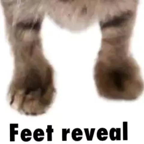 Cat Feet Reveal
