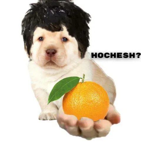 Щенок предлагает апельсин