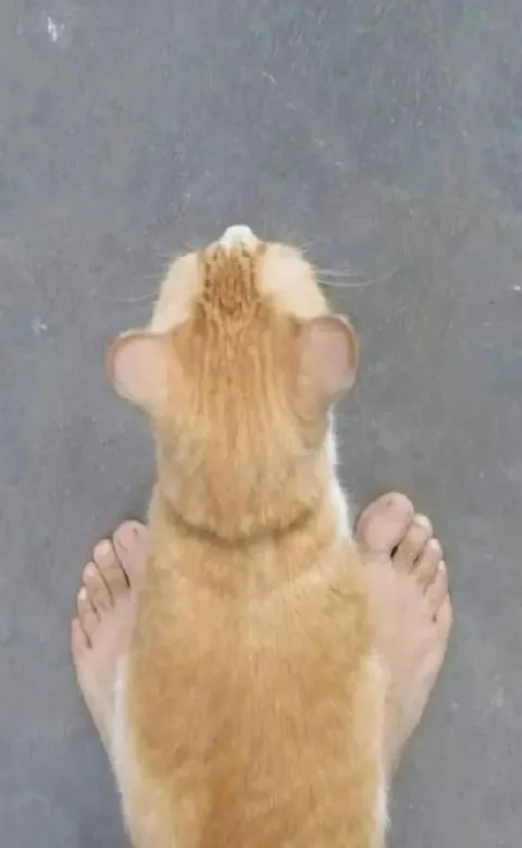 Хомяк пришёл пугать