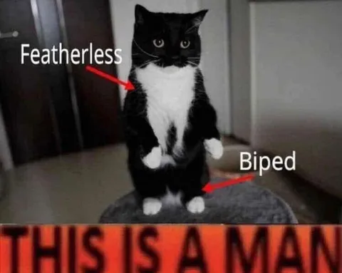 This Is a Man Cat