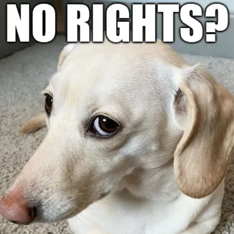 No Rights? Sad Dog