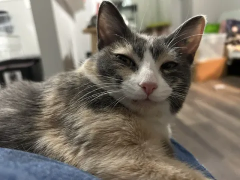 Недовольный прищуренный кот