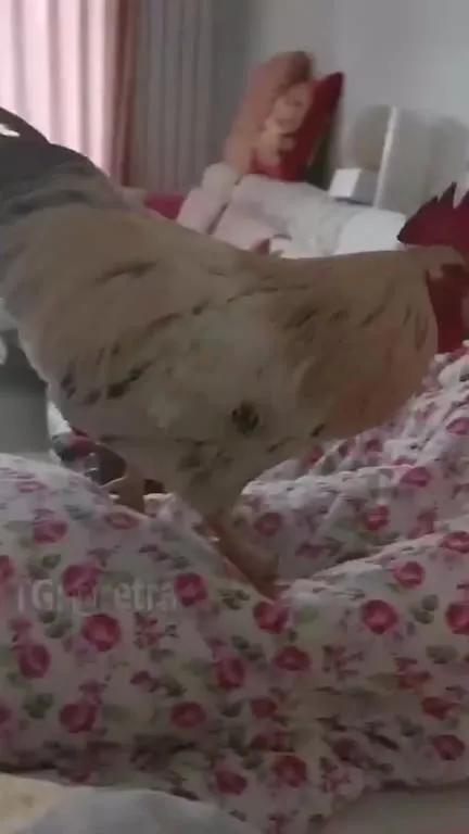 Петух будит спящего