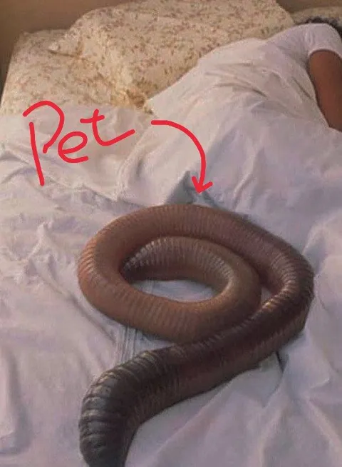 Pet Worm on the Bed