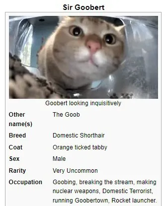 Sir Goobert Cat Profile