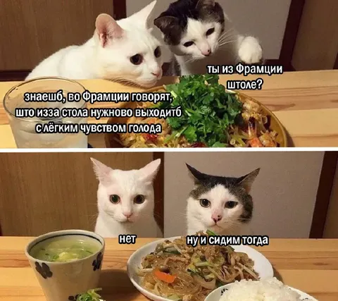 Коты с лёгким чувством голода