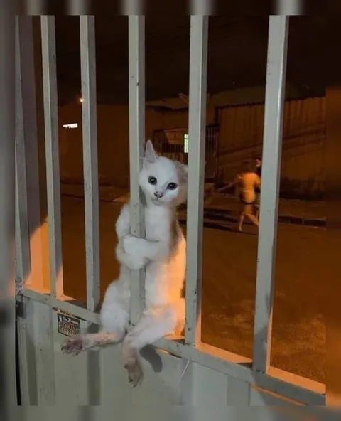 Котёнок за решёткой