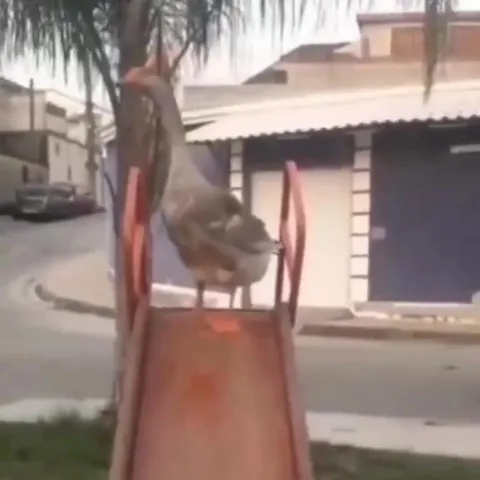 Гусь съезжает с горки