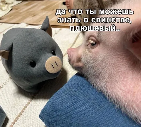 Что ты можешь знать о свинстве
