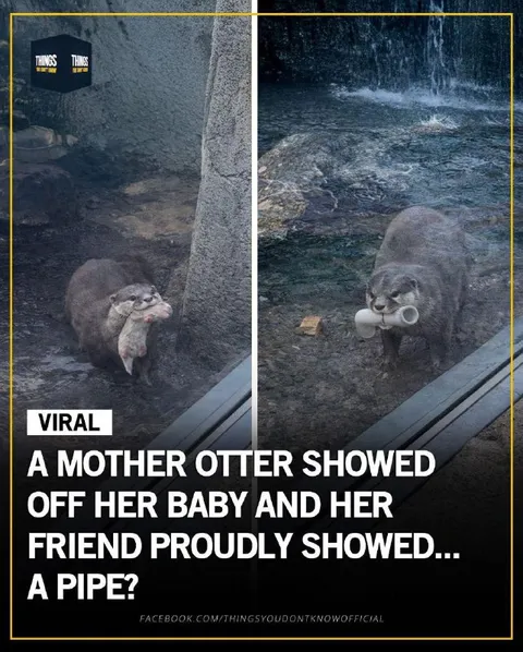 Otter Shows Off Her Baby