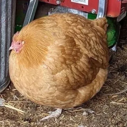 Курица, которая слишком располнела