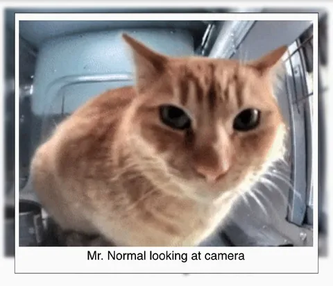 Mr. Normal Looking at Camera