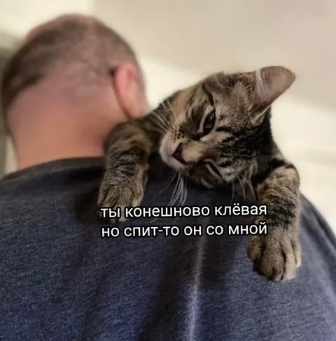 Кот спит со мной
