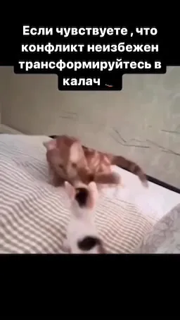 Трансформируйтесь в калач