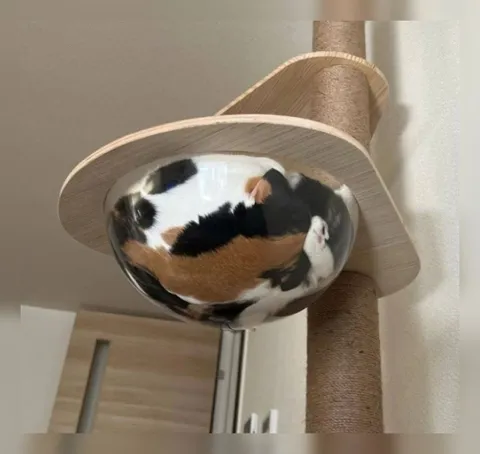 Кот в прозрачной лежанке