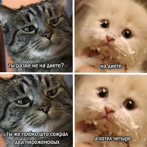 Кот на диете и четыре пирожных