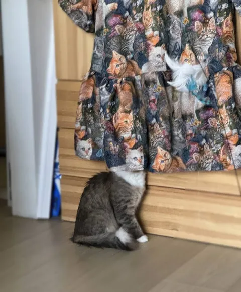 Кот в платье с котами