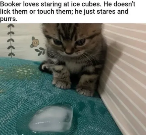 Kitten Stares at Ice Cube