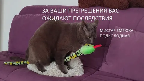 Кот и мистар змеюка