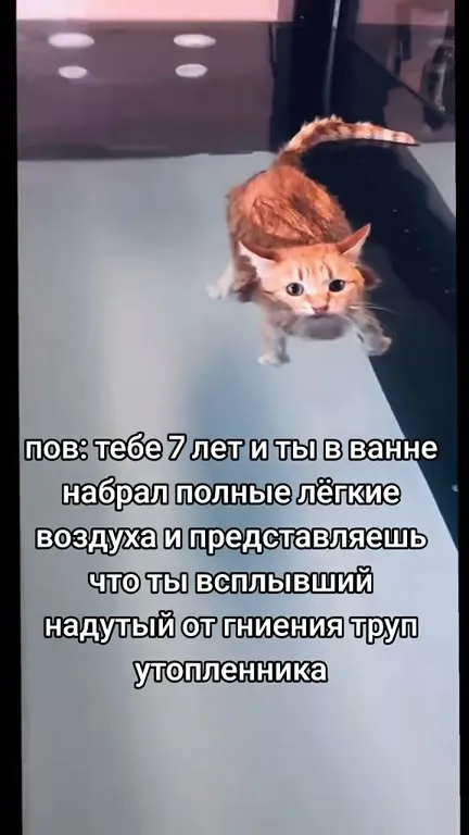 Кот тонет в ванной