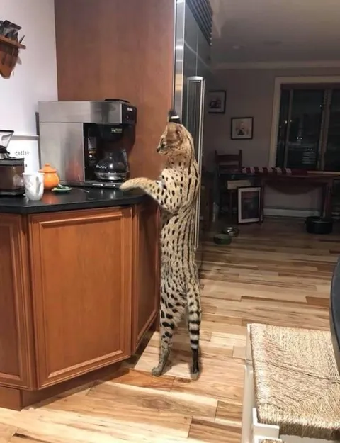Serval Makes Coffee