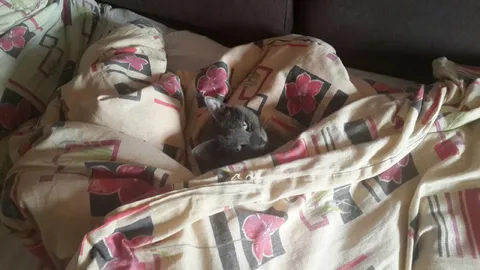 Котик спрятался в одеяле