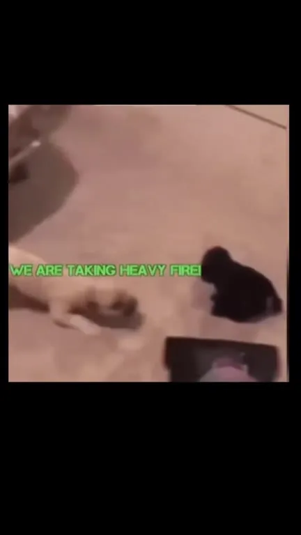 Cats in a Military Ambush