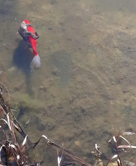 Красная рыба в мутной воде