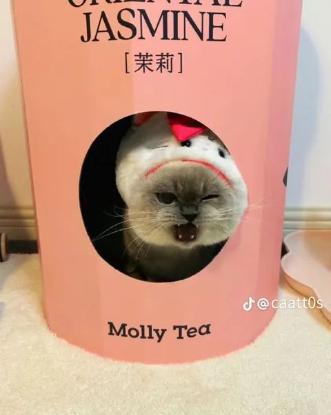 Angry Cat Jasmine Tea