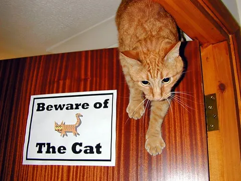 Beware of the Cat Sign