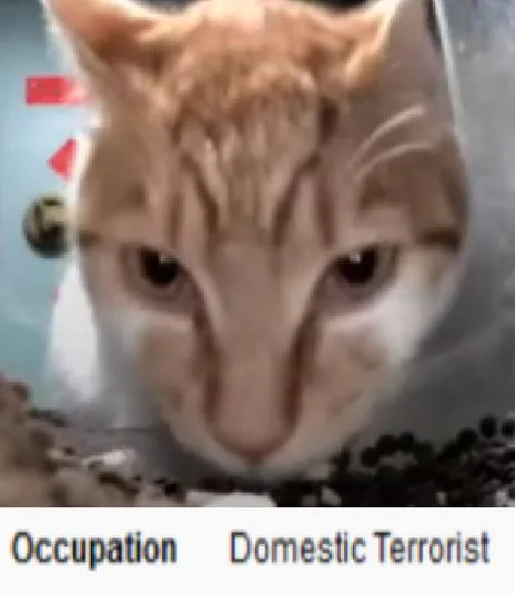 Domestic Terrorist Cat