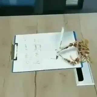 Скорпион пишет FUCK U