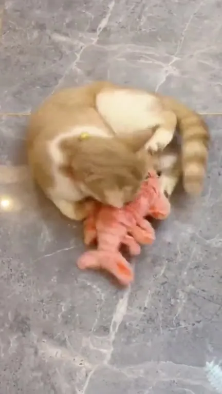 Кот охотится на игрушечного лобстера