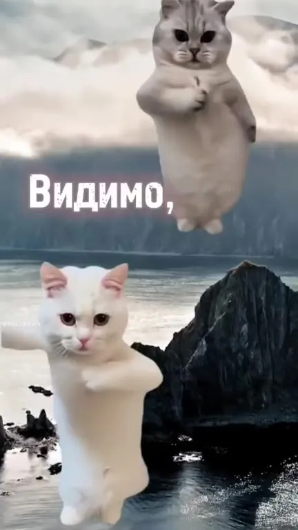 Коты идут за тобой
