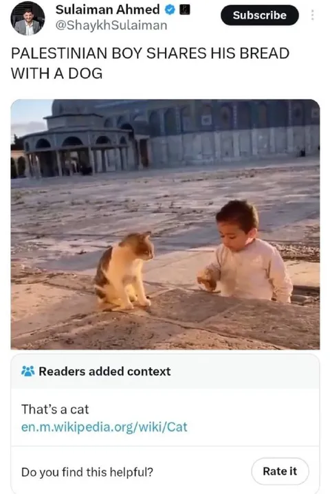 Palestinian Boy Shares Bread With a Cat